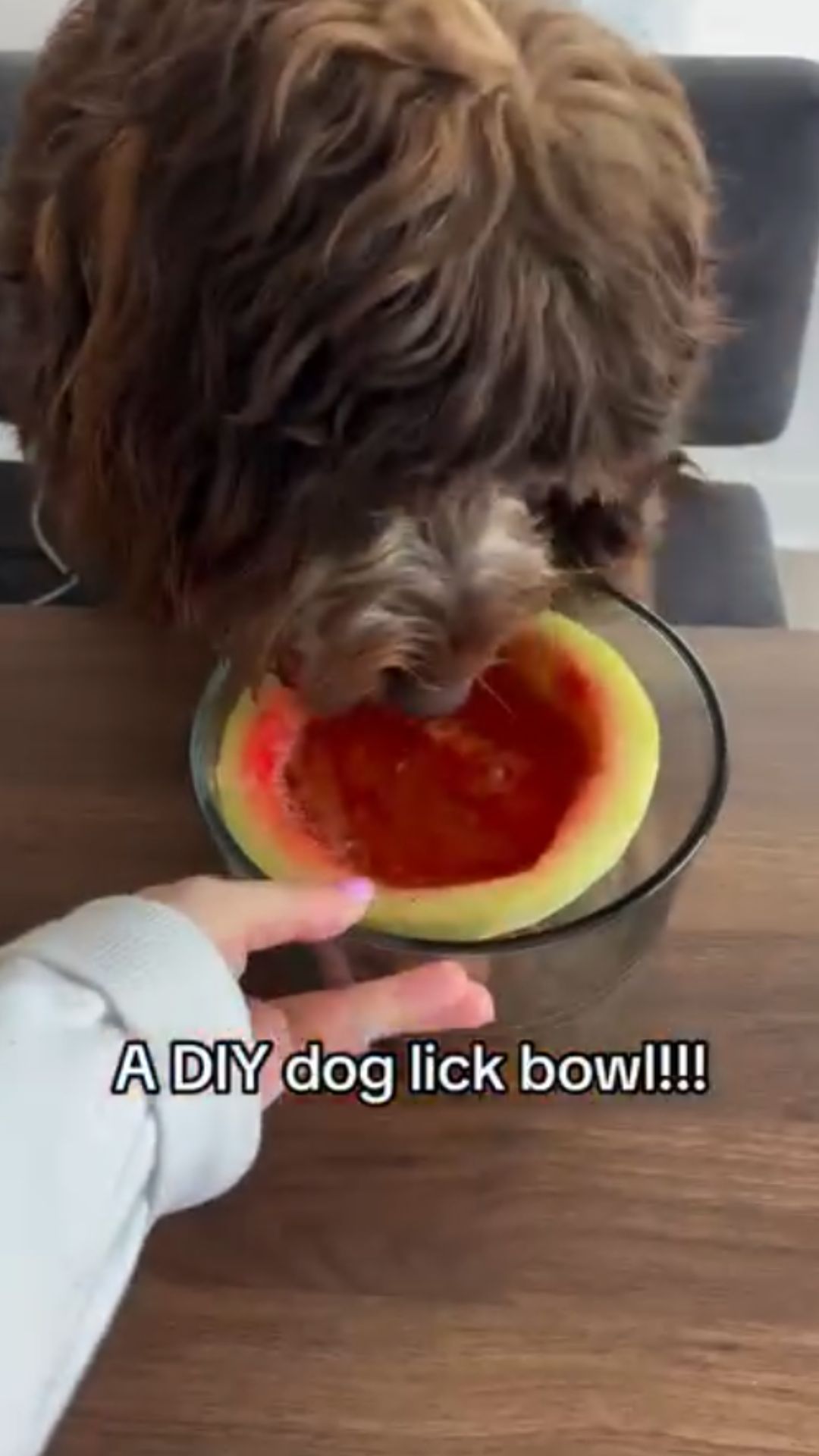 Turn watermelon into a simple dog enrichment bowl