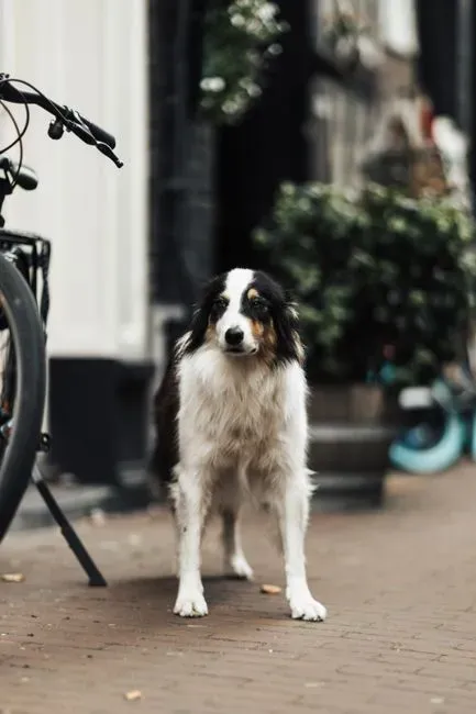 8 dog breeds best suited for a home that travels often