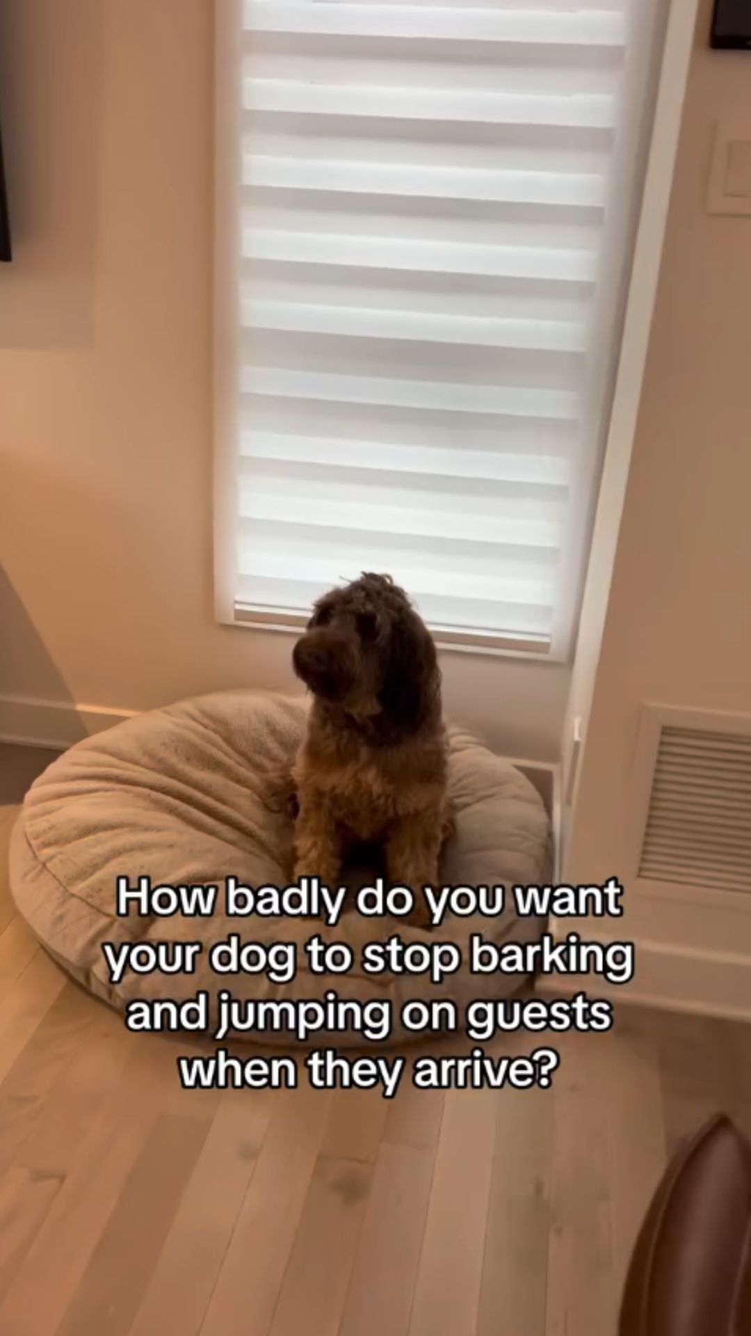 Dog training tips for calmer guest arrivals