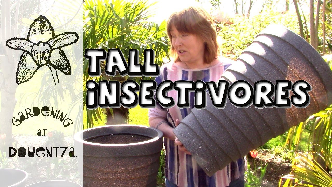 Growing insect eating plants in tall planters