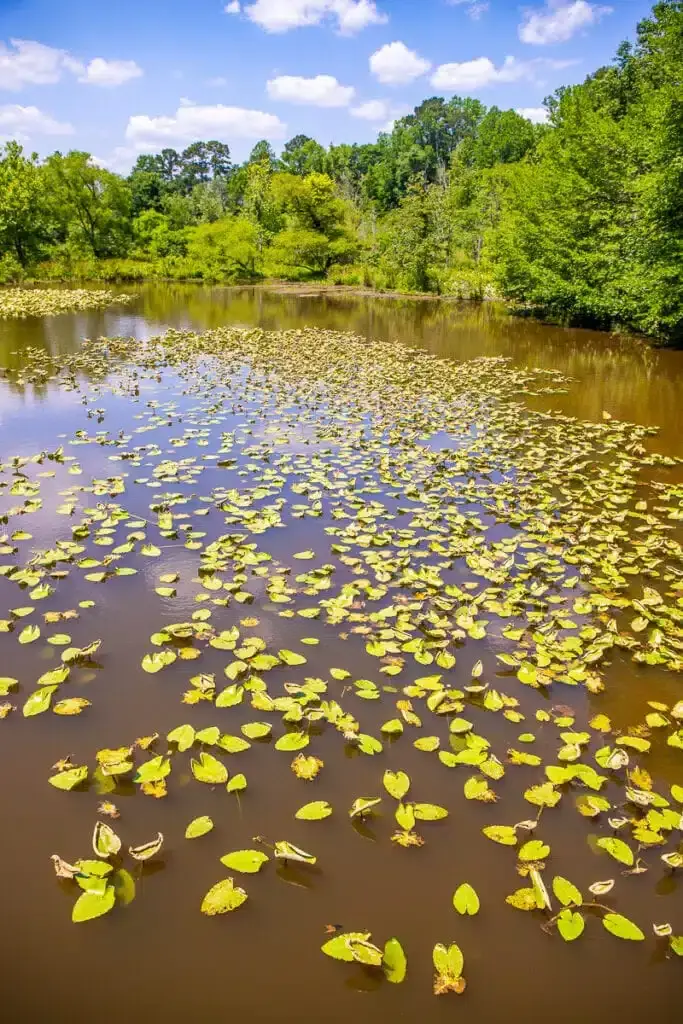 Guide to historic Yates Mill County Park: A place for tranquility ...