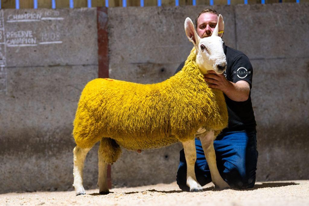 URBA Border Leicester 111th annual show and sale