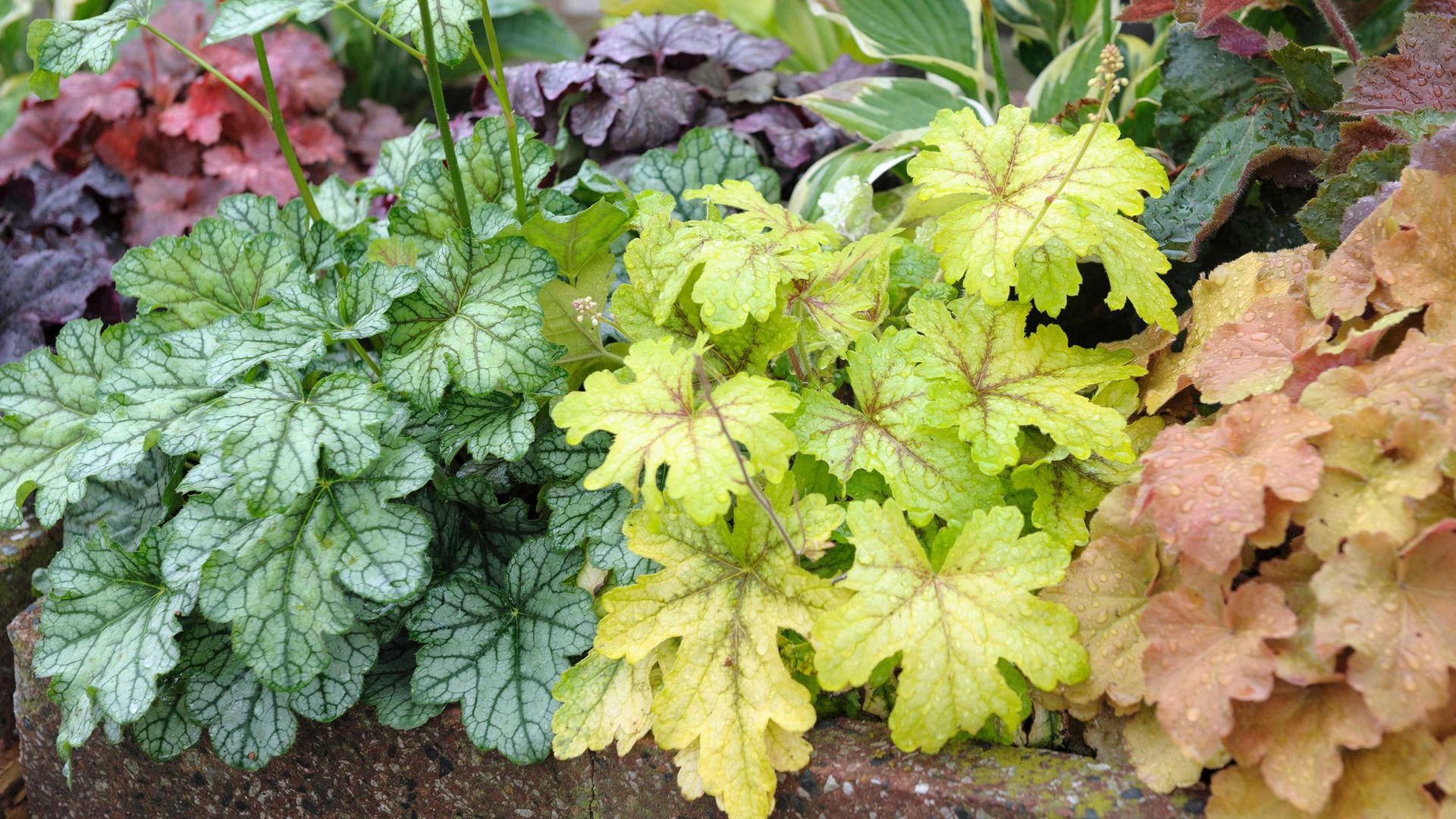 The shade-loving perennial that can transform tricky bare spots under trees