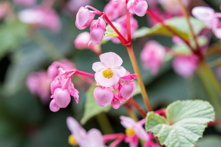 Don't toss these 9 container annuals at the end of the season—bring ...