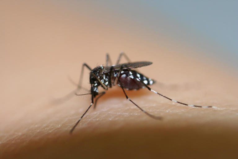 Dengue, diagnosticato un caso a Reggio Emilia: contagio al rientro da ...