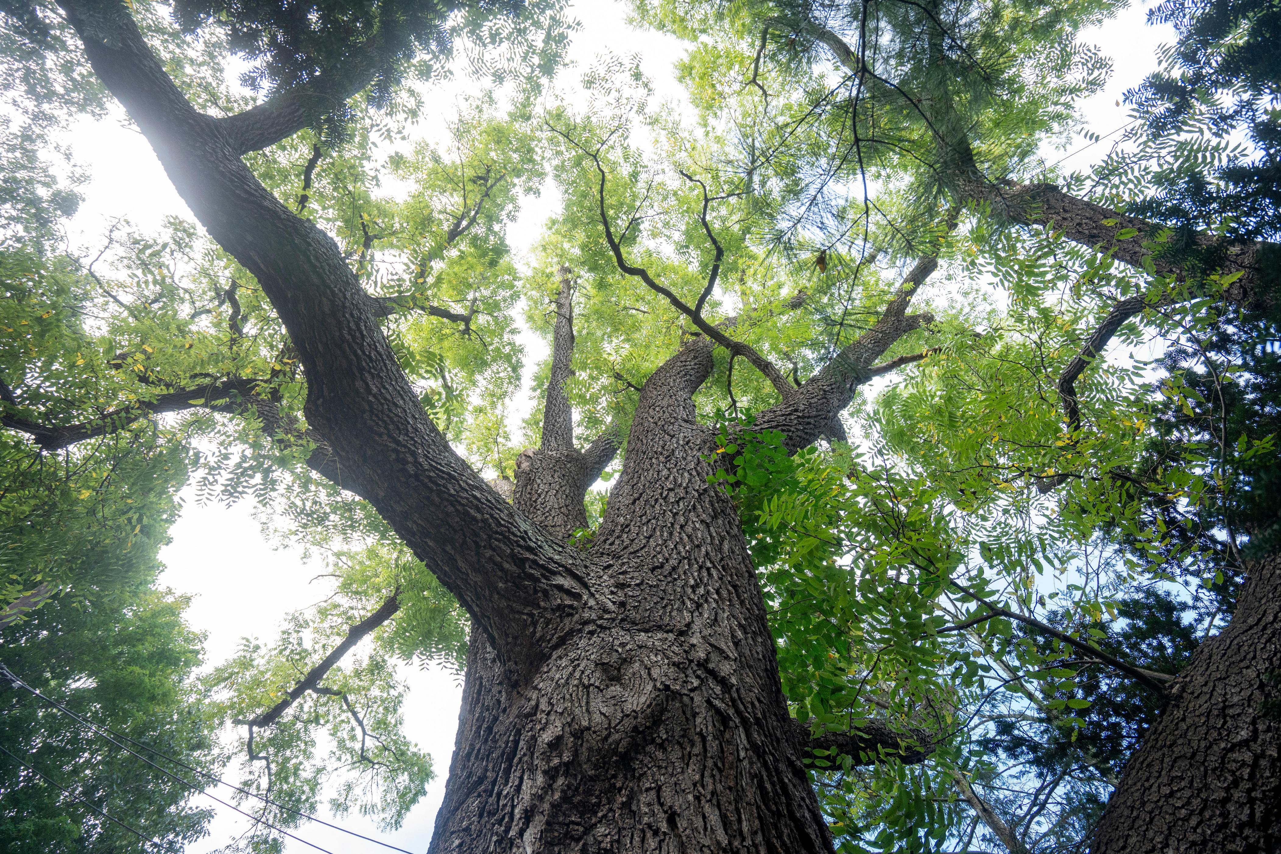 This 333-year-old Saddle River walnut tree is New Jersey's biggest