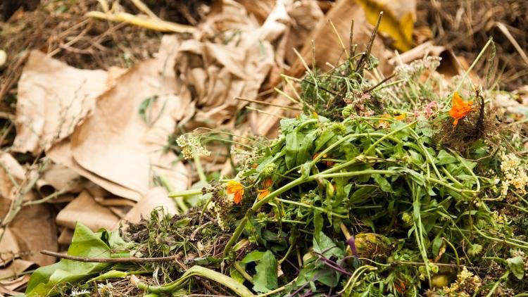 What to put in your compost bin – and five things to always leave out