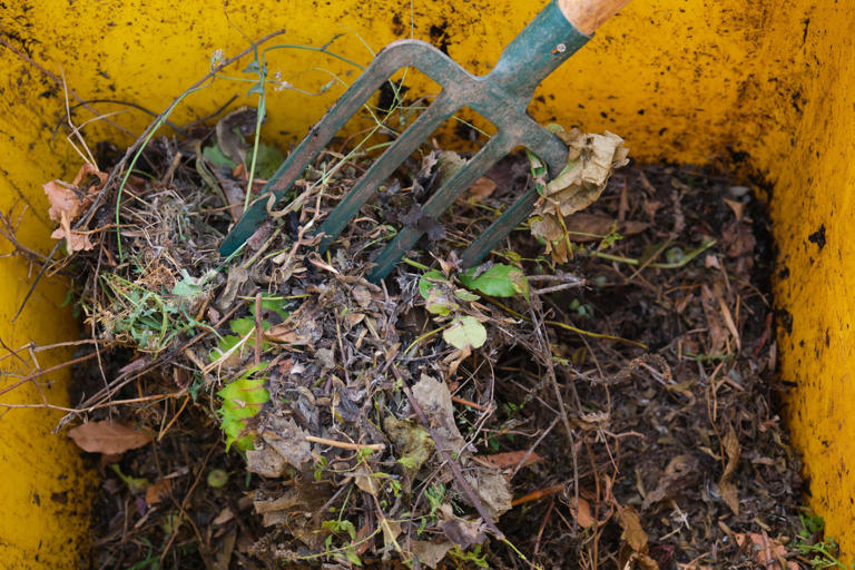What to put in your compost bin – and five things to always leave out