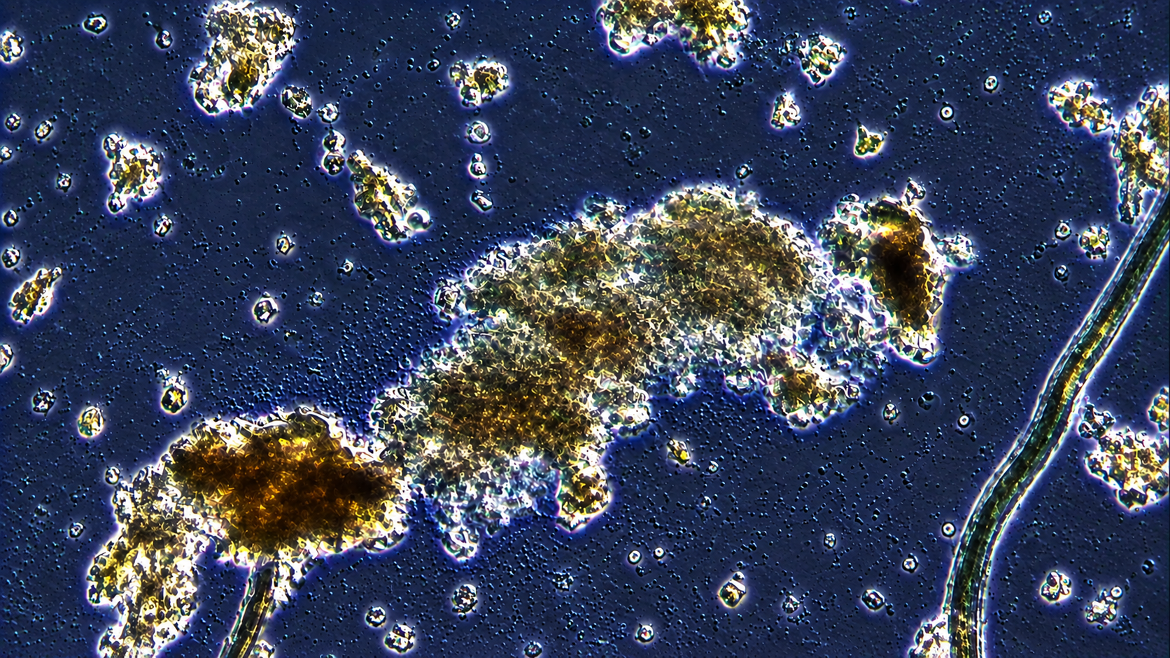 Hidden details reveal unexpected secrets under the microscope