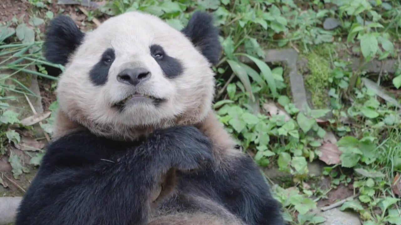 Giant pandas return to Zoo Atlanta, but fans must wait to meet them
