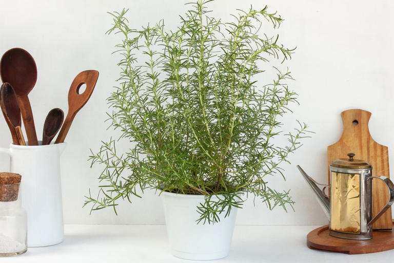 Don't toss these 9 container annuals at the end of the season—bring ...