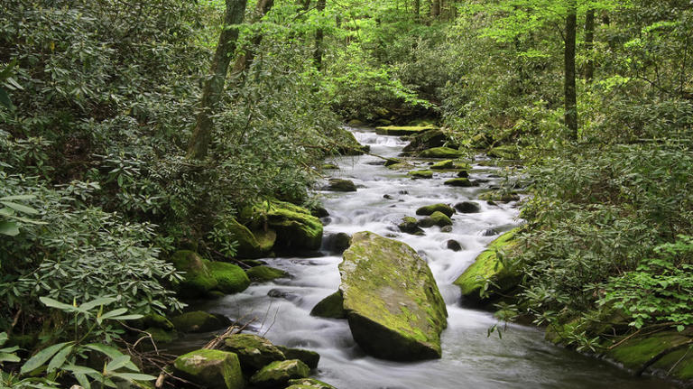 Forget Great Smoky Mountains National Park, this uncrowded forest ...