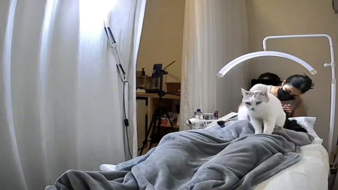 Cat interrupts a lash appointment in Bangkok, Thailand