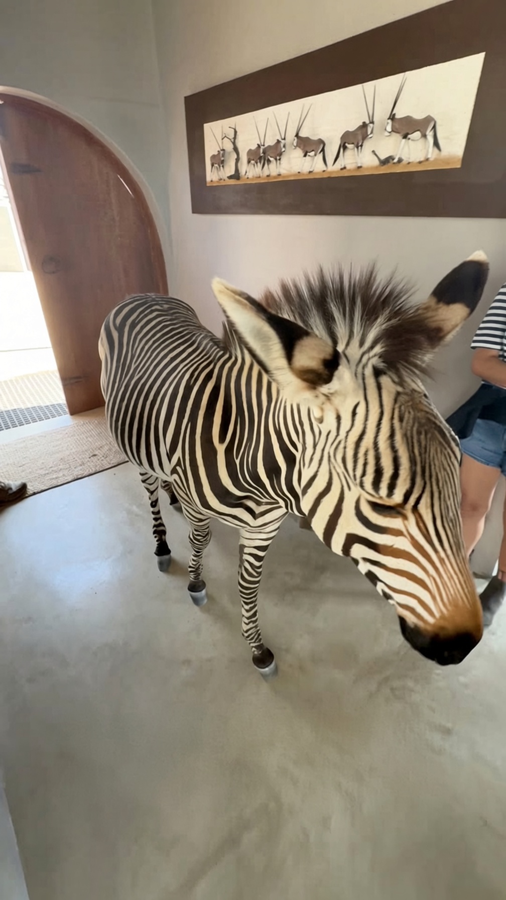 When a rescue zebra visits the new villa
