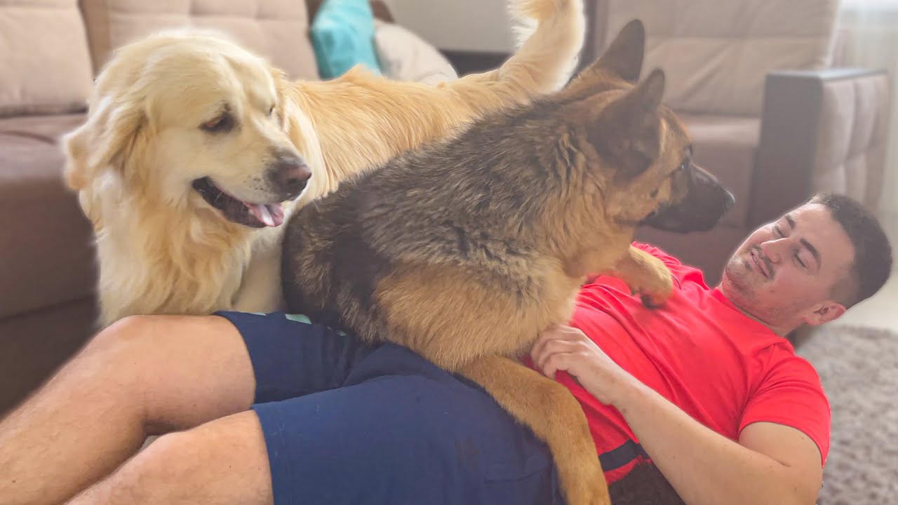 German shepherd takes golden retriever’s bed