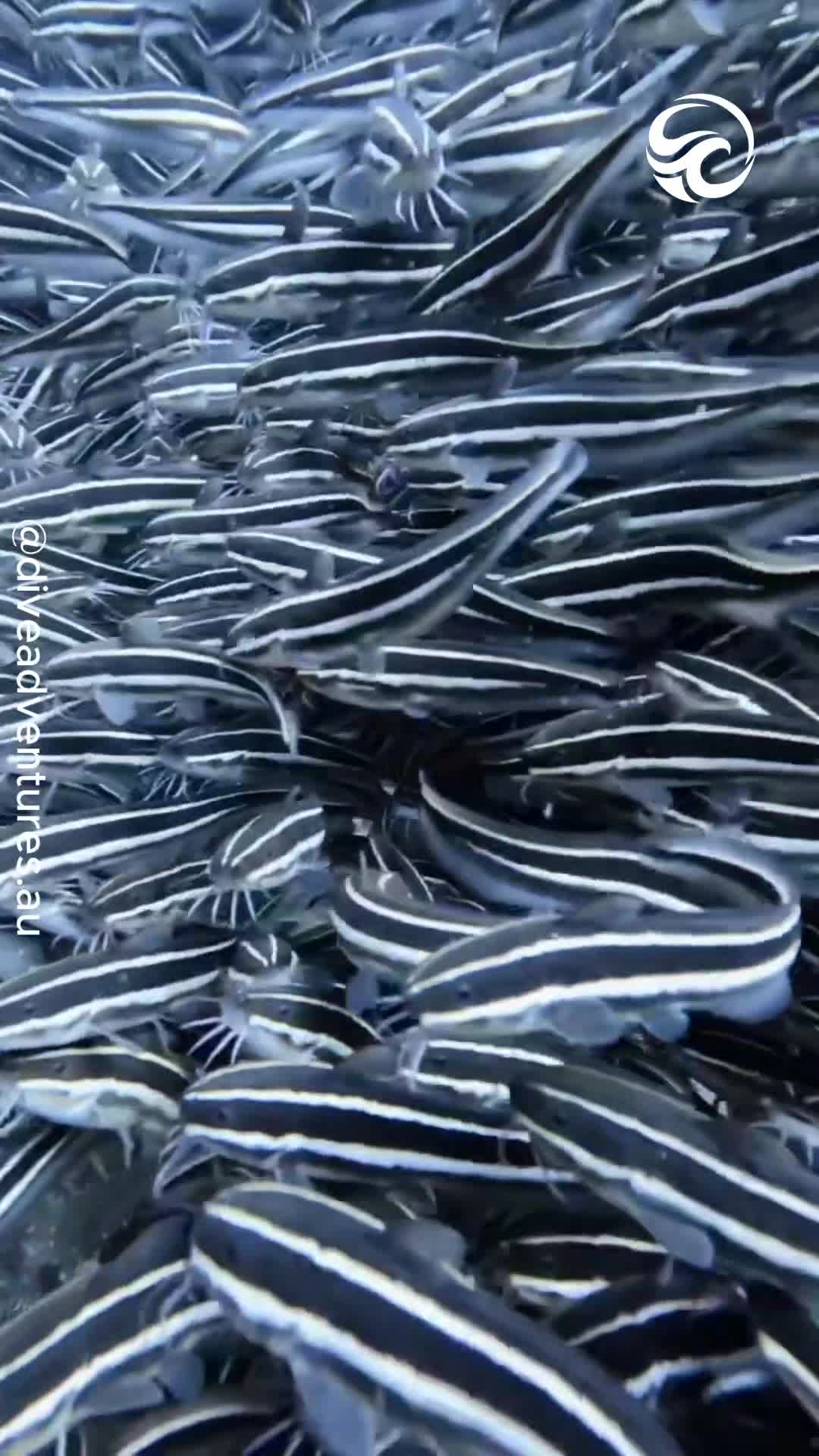 Huge school of fish forms moving wall beneath the waves