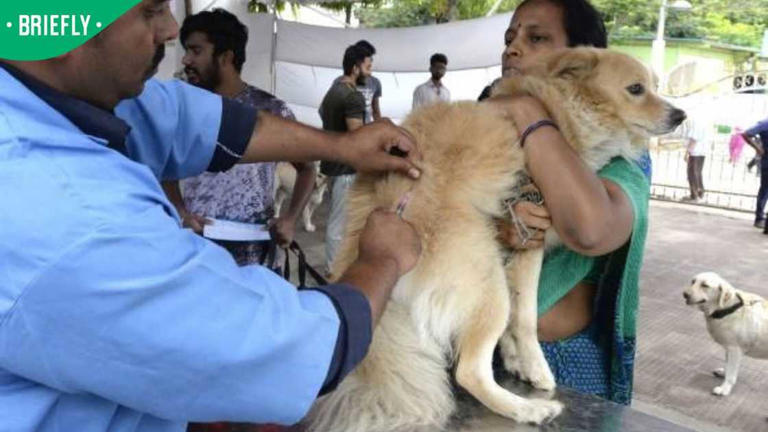 Rabies claims 15 lives in South Africa in 2026, dogs remain major risk