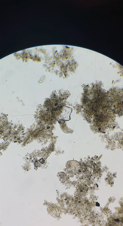 Microscopic view shows an unexpected scientific discovery