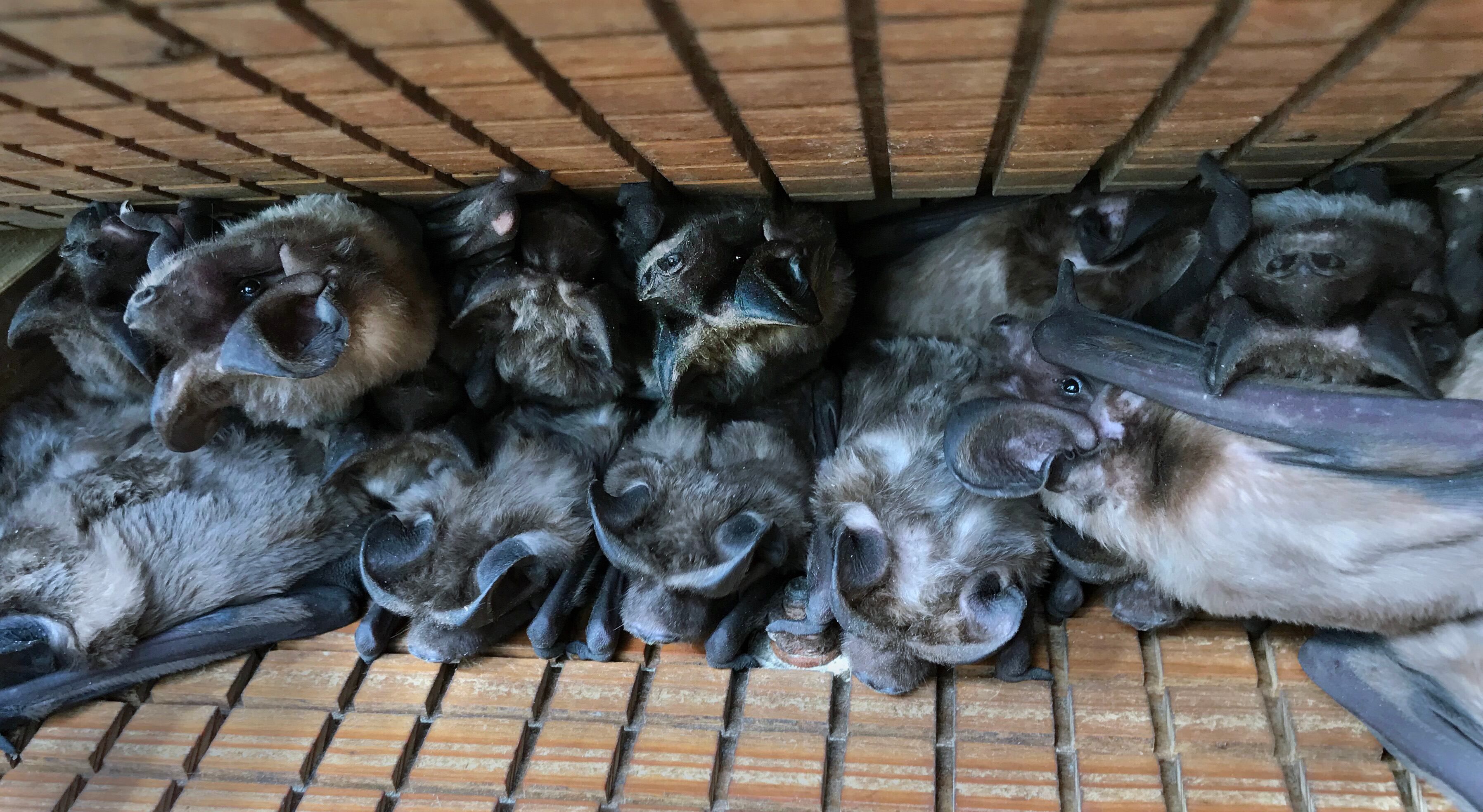 The Florida bonneted bat and Florida mouse face ongoing habitat threats