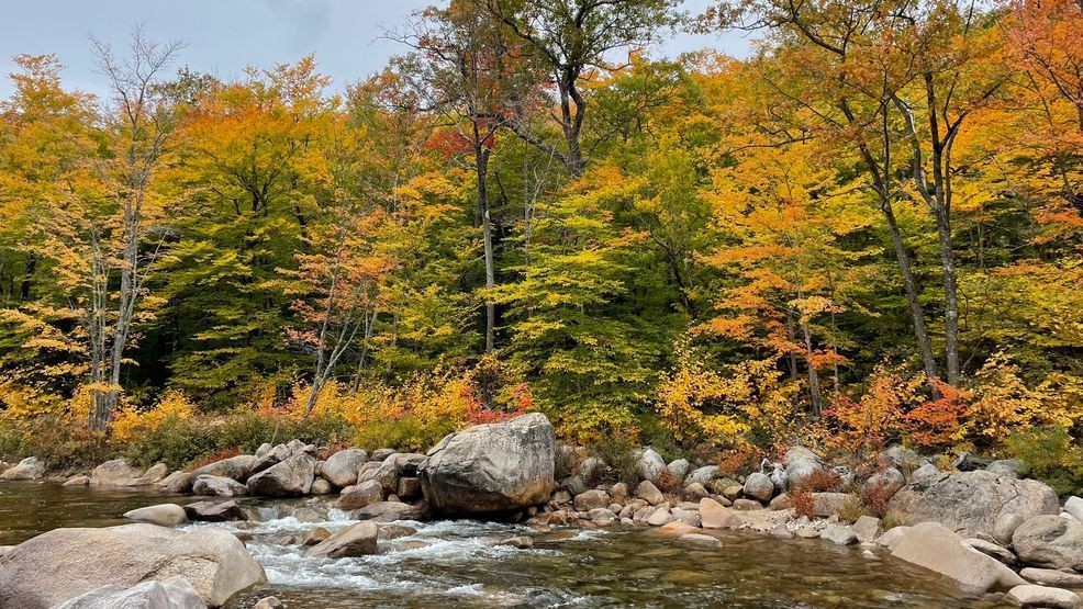 Fall allergy season has arrived: Here's what Mainers need to know