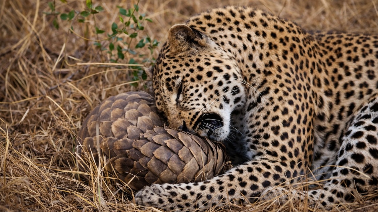 A leopard bit, clawed and chewed this animal - 10 minutes later it gave up
