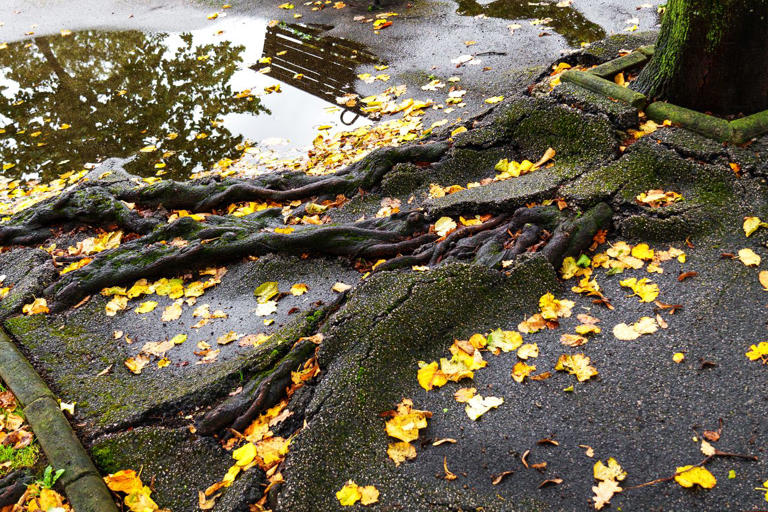 Are exposed tree roots a problem? We asked a horticulturist when it’s ...
