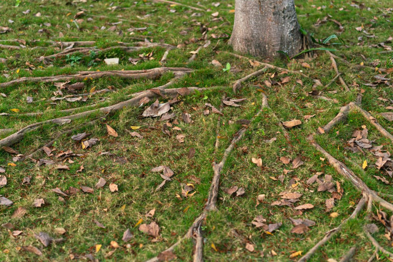 Are exposed tree roots a problem? We asked a horticulturist when it’s ...
