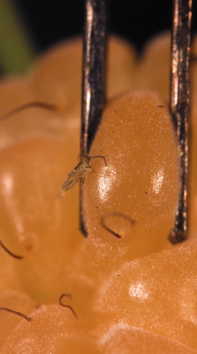 Rare yellow raspberry revealed in a stunning close up view