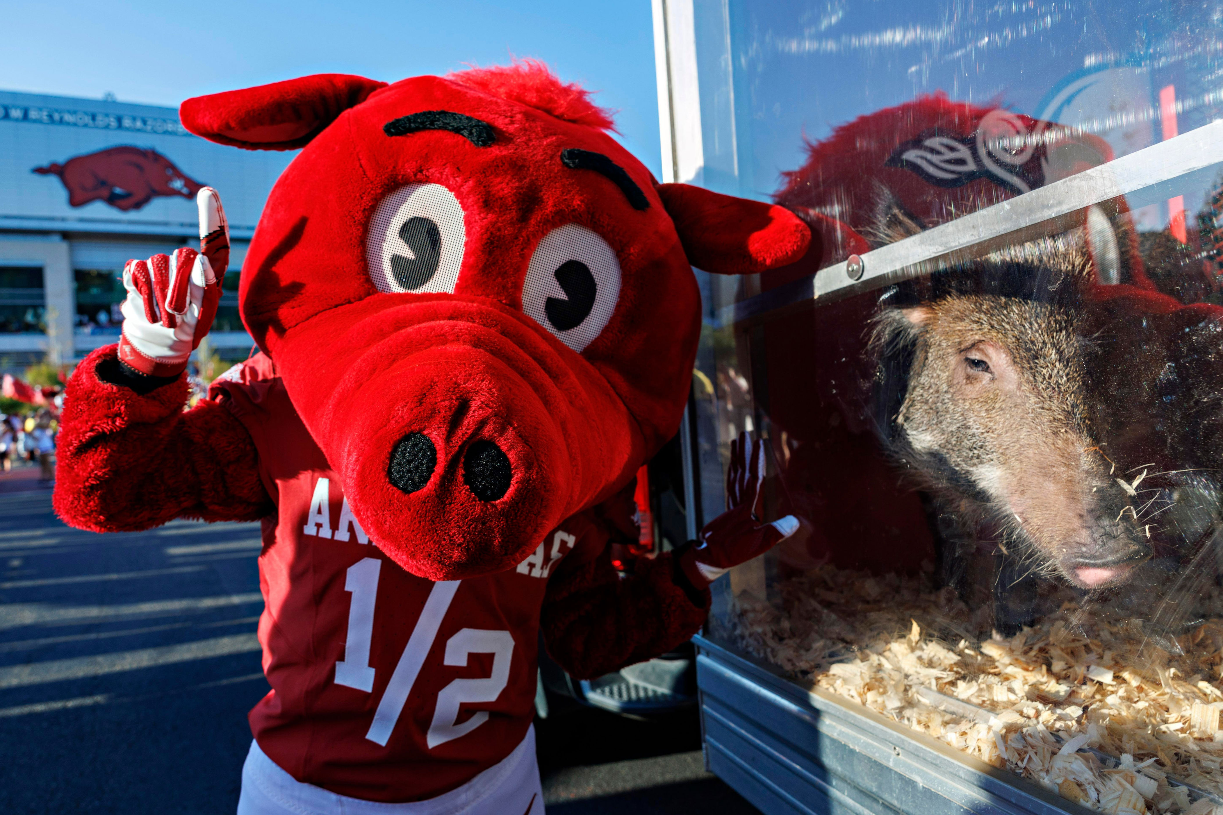 First glance: Arkansas Razorbacks