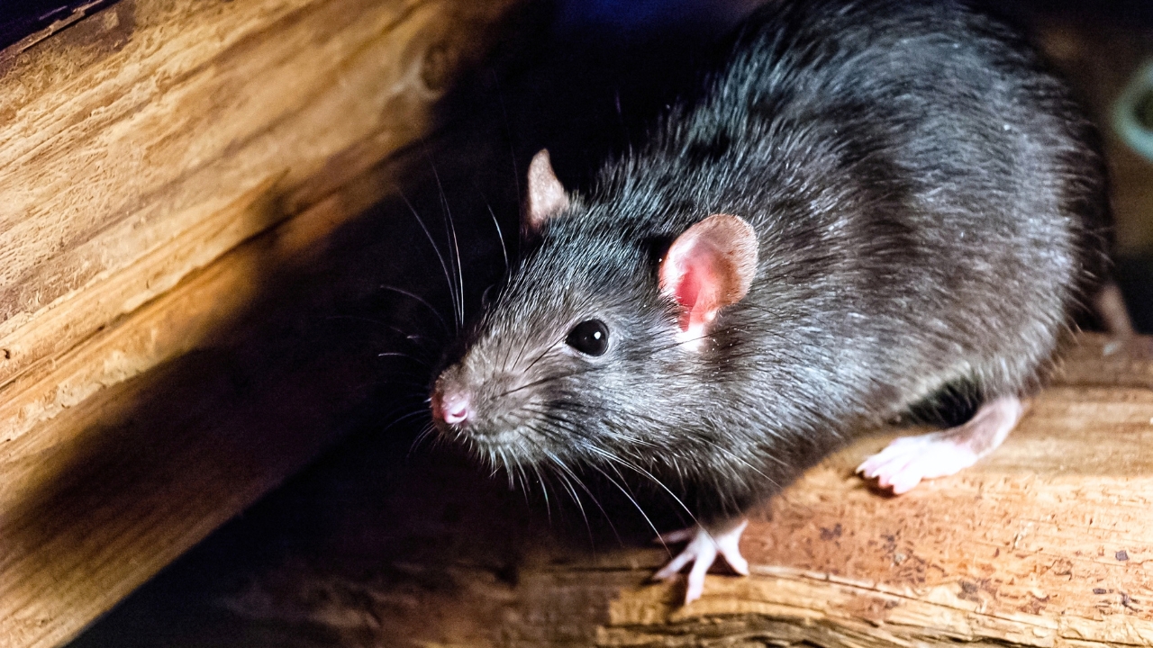 10 signs you have rats and not mice