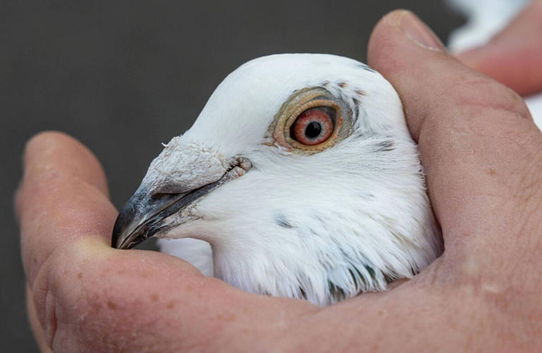Meet the 8-year-old pigeon fancier from Carlow with 22 racing birds and ...