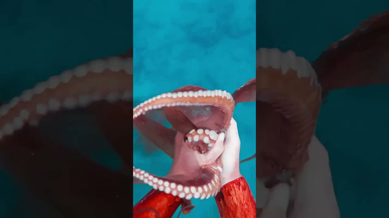 He saw tentacles inside the reef - then pulled out something massive