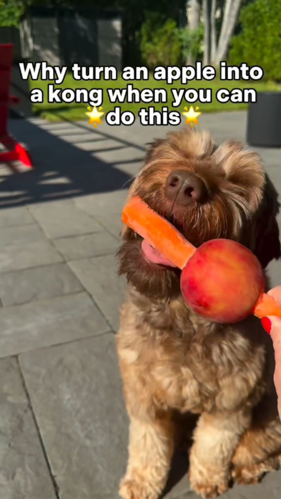 A simple dog enrichment idea using apples and carrots