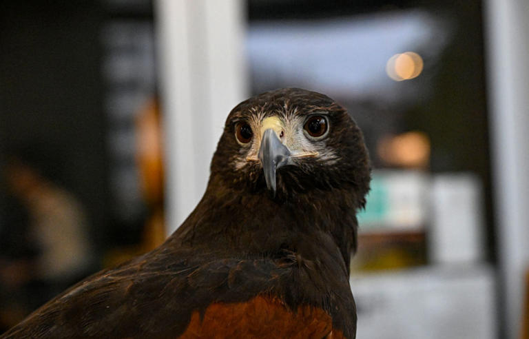 Ford had a pigeon problem at its Mexico plant. So it hired an unlikely ...