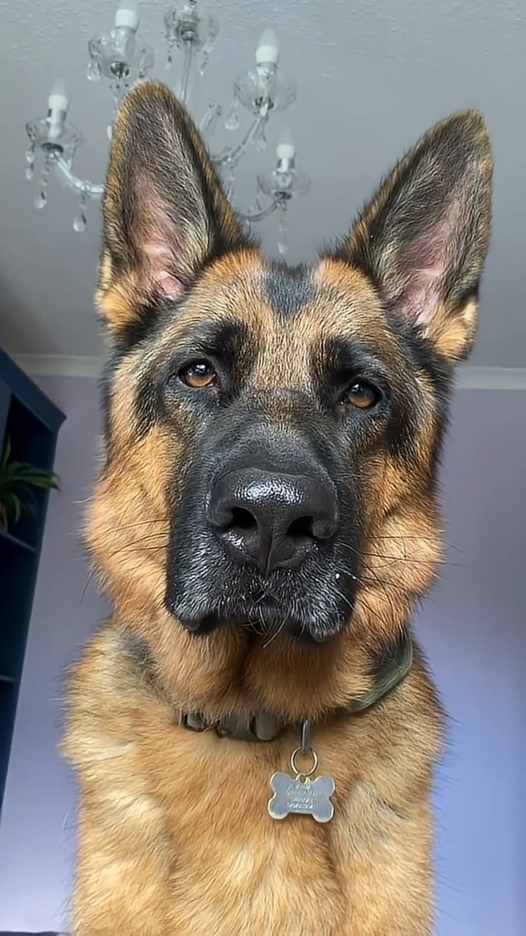 Funny dog advice creates a surprisingly relatable moment