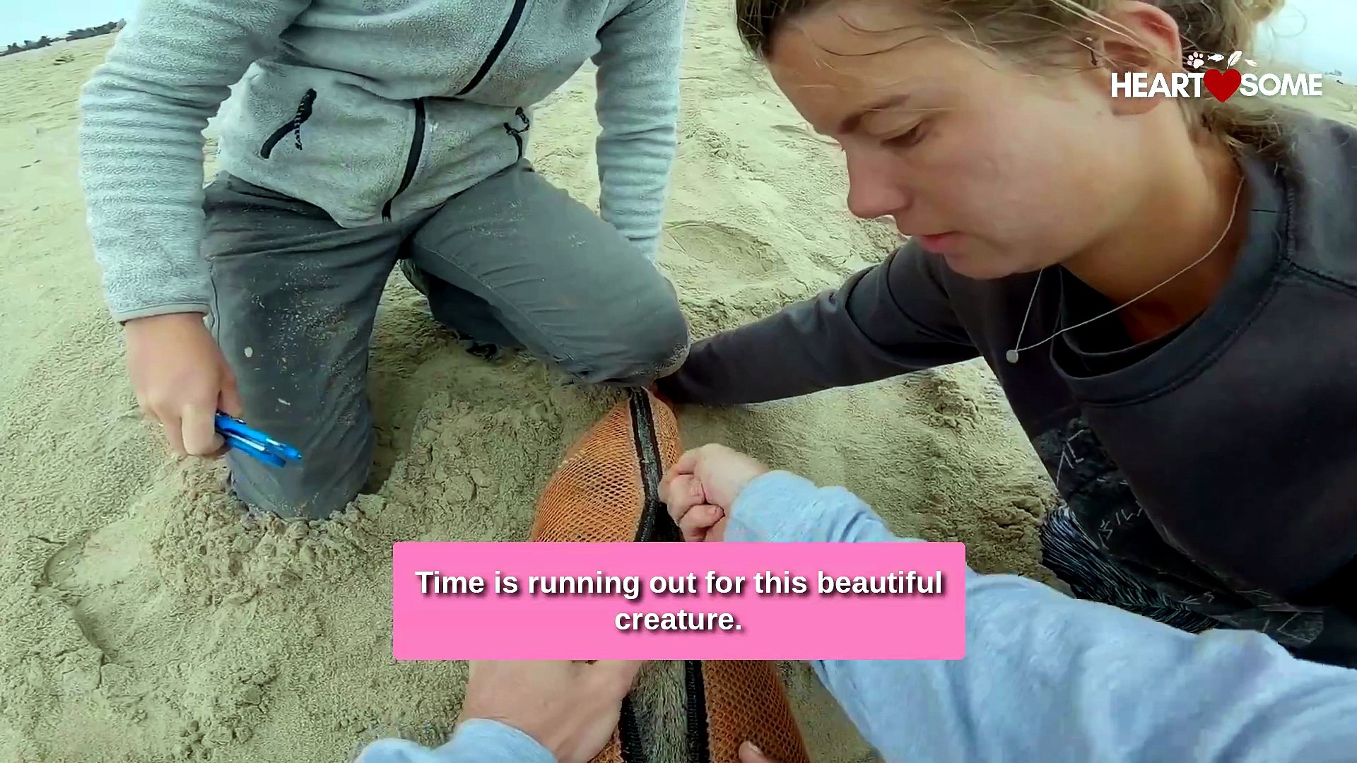 Rescue operation for sea lions in Namibia