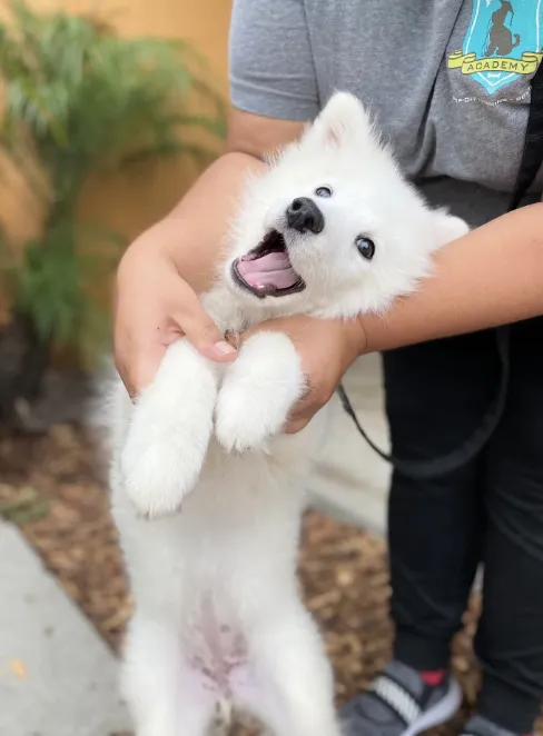 Puppy schedule by age: how to build the right routine from 8 weeks to ...