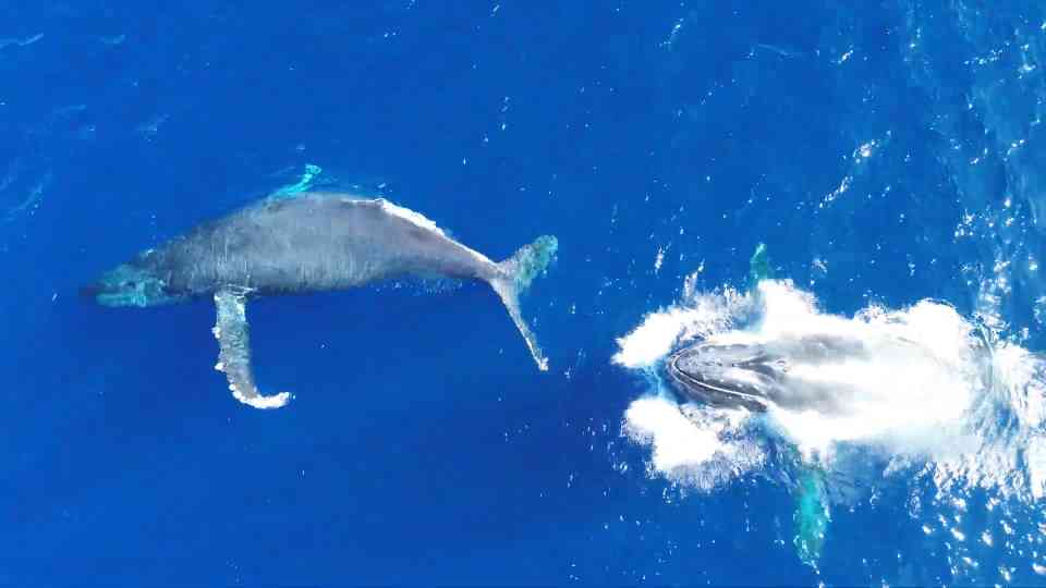 Watch a massive humpback whale roll sideways and explode from the water ...
