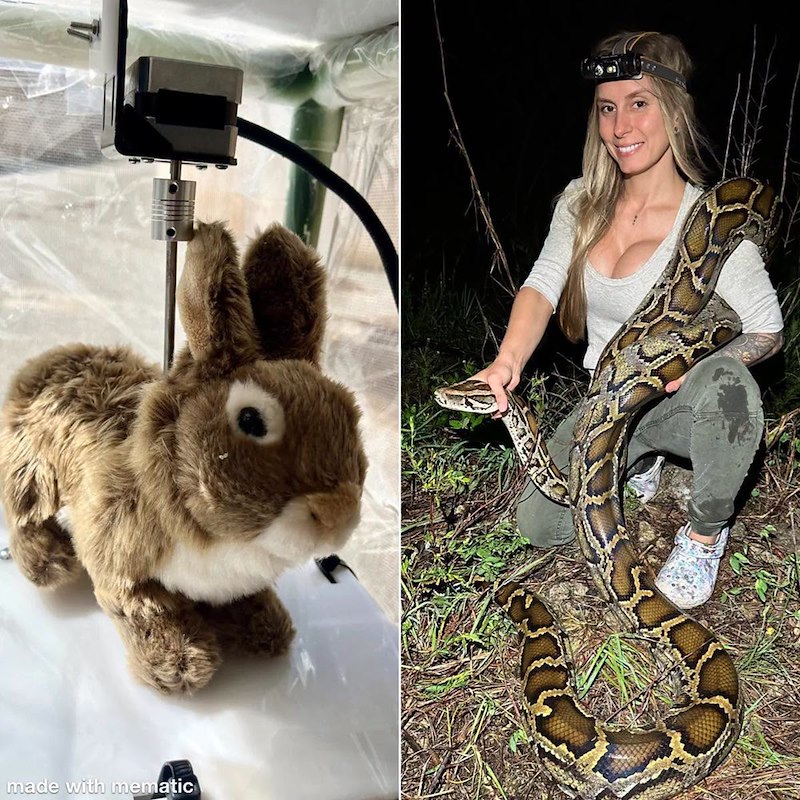 Florida deploys 120 solar-powered robot rabbits to trick invasive ...
