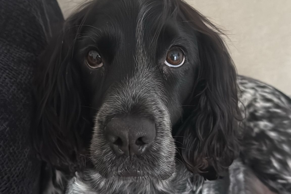 Owner hits out after dog prescribed incorrect medication for 18 months ...