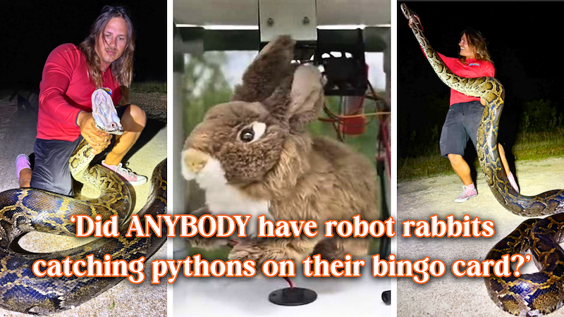 Florida deploys 120 solar-powered robot rabbits to trick invasive ...