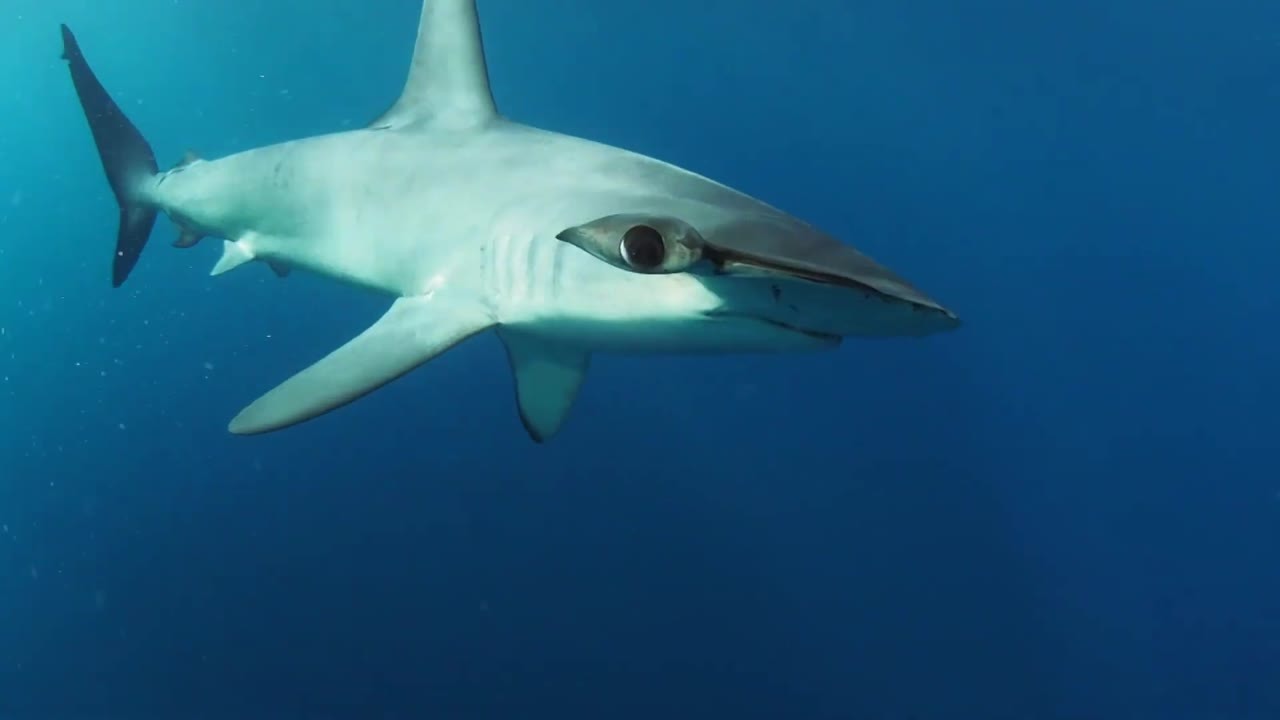 This hammerhead had an aggressive reputation, so they went looking for it