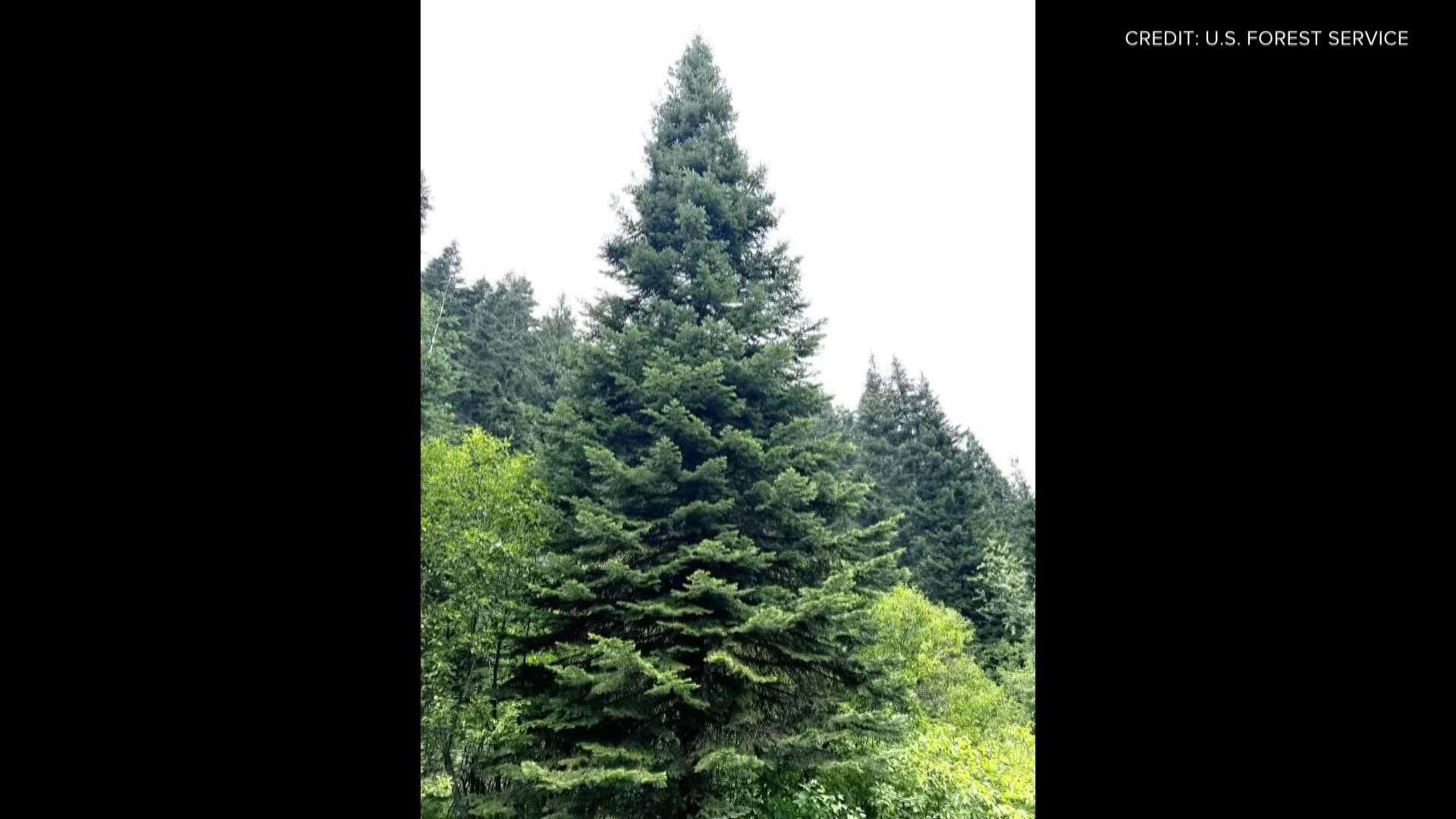Idaho's 2026 Capitol Christmas tree replaced due to disease concerns