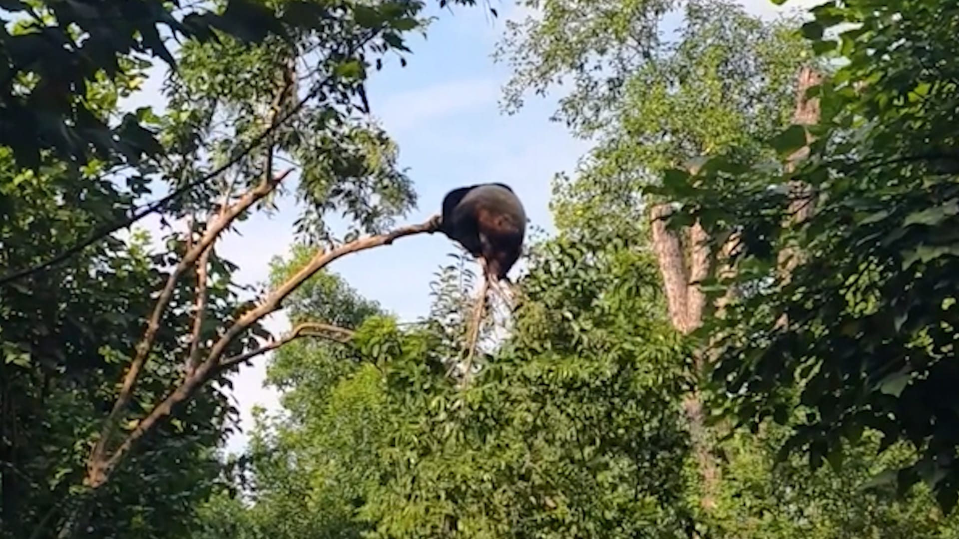 Panda tumbles to ground after branch snaps while climbing tree