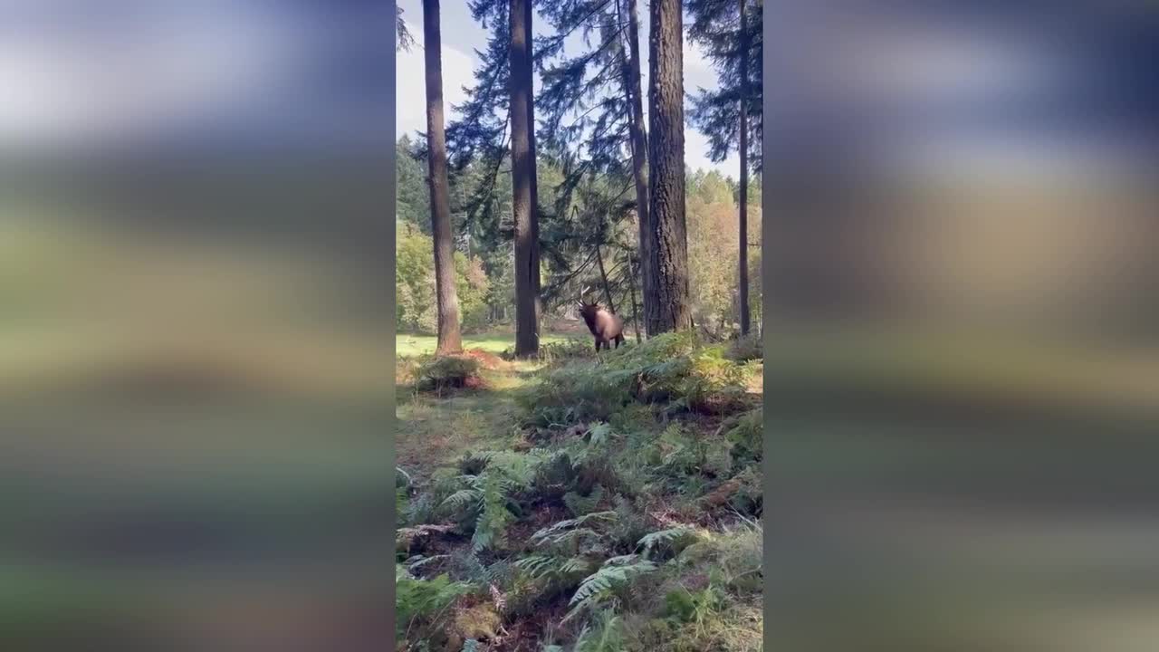 Bull elk bugles across meadow as rutting season peaks in Washington