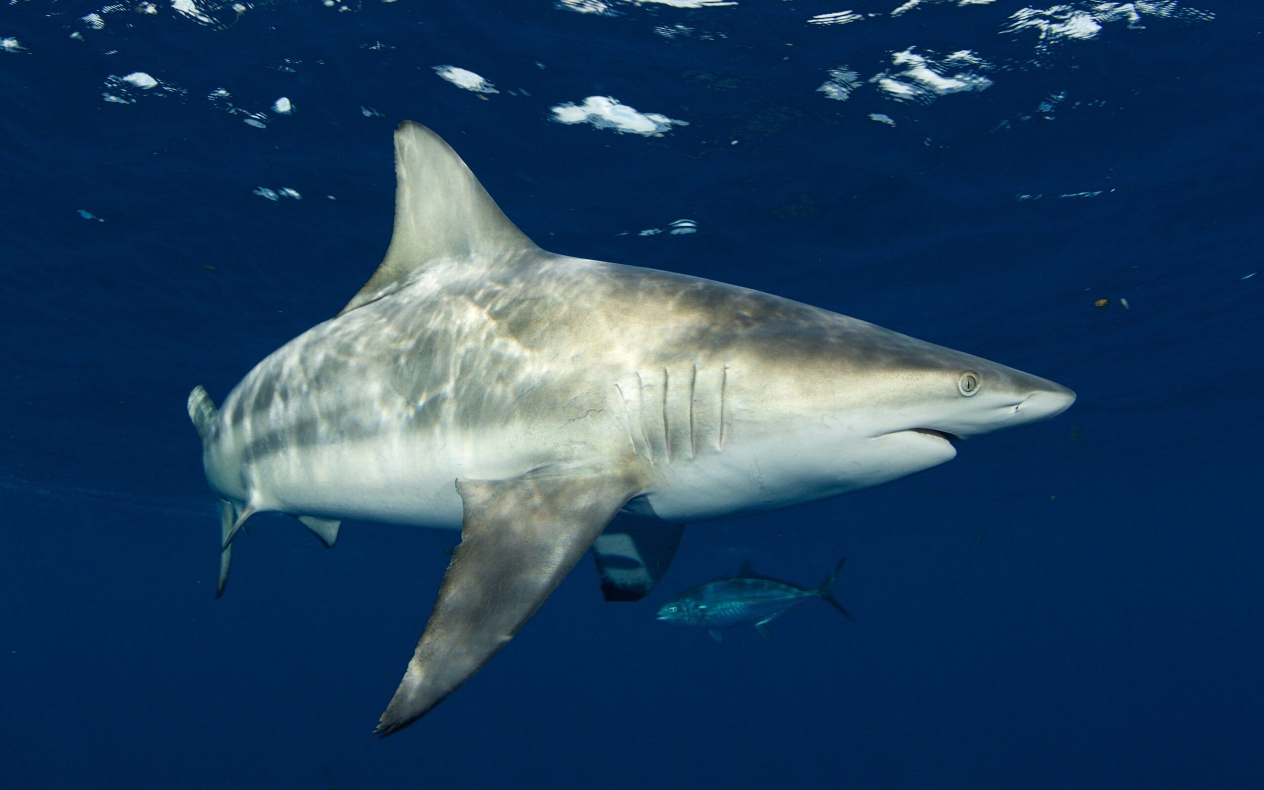 Sharks’ super-sensitive hearing detects sounds hundreds of feet away ...