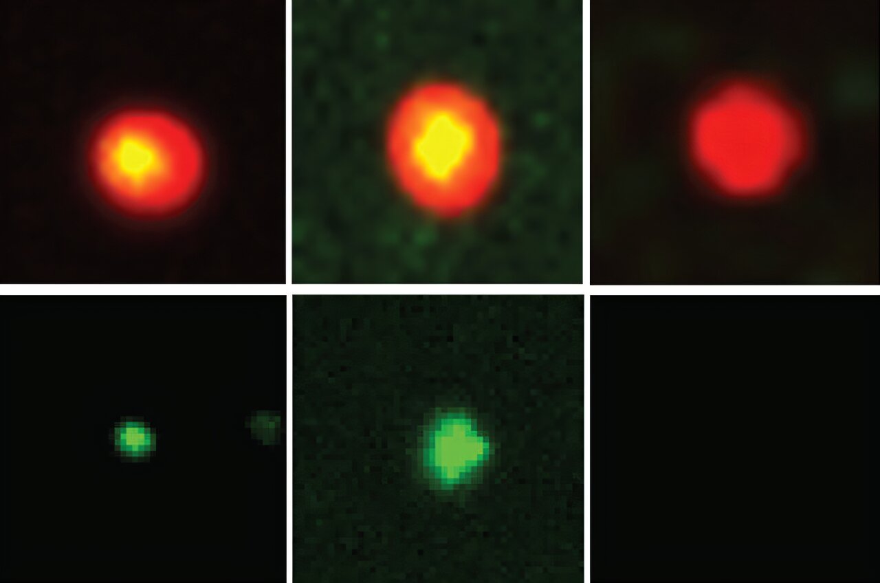 New tool tracks a hidden protein involved in viral infection and cell ...