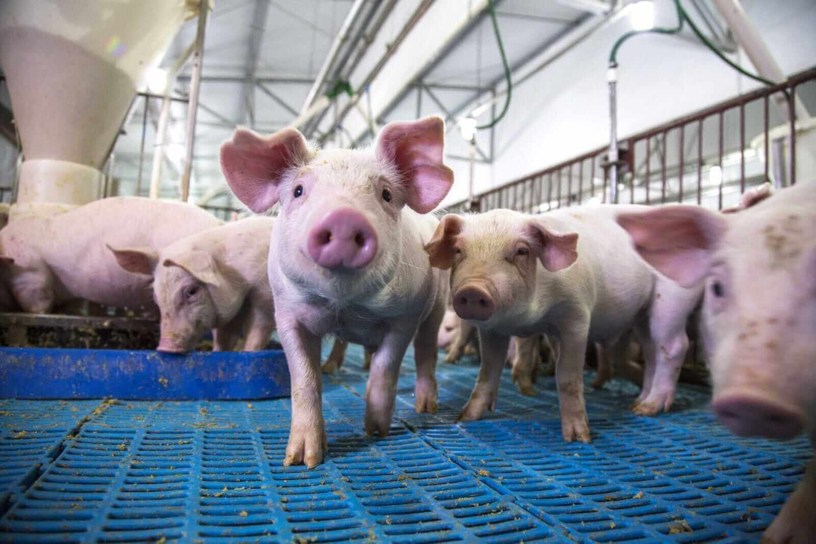 Cattle futures bulls regain some footing while lean hogs see more ...