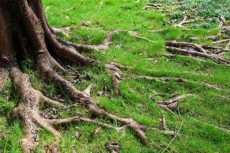 Are exposed tree roots a problem? We asked a horticulturist when it’s ...
