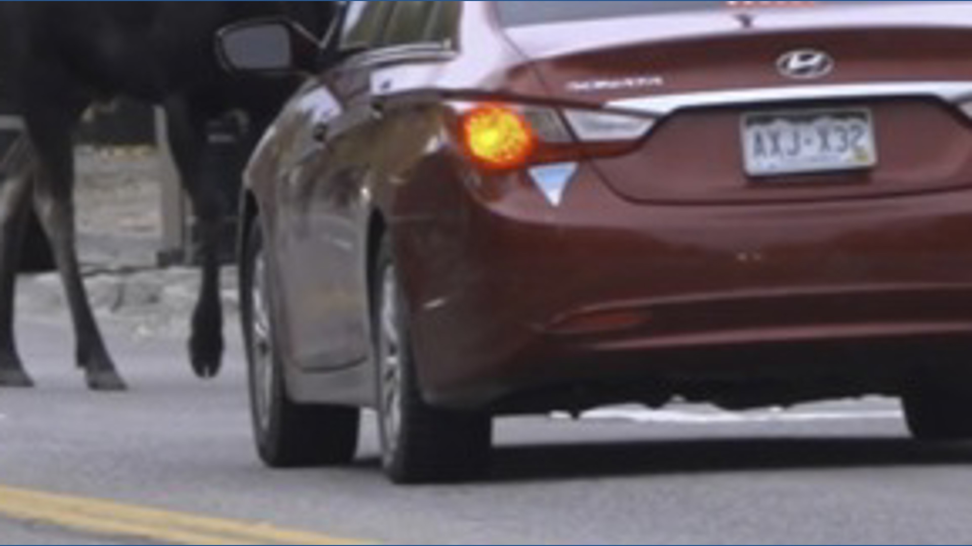 Family of moose stops traffic in Breckenridge